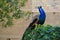 Multicolored peacock profiled on a vine, LÃ©rid