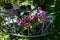 Multicolored petunia flowers and white flowers of Sutera cordata \\\'Big Baja\\\' bloom in a hanging flower pot