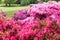 Multicolored Pink border flowers.