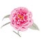 Multicolored pink camellia rose double form flower