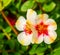 Multicolored portulaca flowers in macro closeup, Popular tropical plant specie in horticulture
