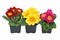 Multicolored primrose in pot