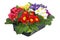 Multicolored primrose in tray