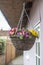 Multicolored primrose in wicker willow basket, hung for decoration at the entrance to an old English house