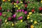 Multicolored purslane flowers between fresh, green, leaves