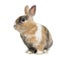 Multicolored Rabbit sitting, isolated