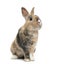 Multicolored Rabbit sitting, isolated