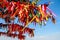 Multicolored ribbons on the branches of a tree against the blue sky