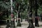 Multicolored ribbons wrapped around holy and sacred trees near buddhist temple in Thailand