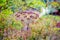 A multicolored ripening dill on the garden on a sunny day_