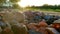 Multicolored river stones on the sand in the setting sun