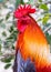 Multicolored Rooster Closeup of Head Neck and Chest