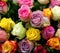 Multicolored rose flowers