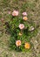 Multicolored rosehip flowers shining in the sun