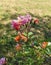 Multicolored rosehip flowers shining in the sun