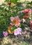 Multicolored rosehip flowers shining in the sun