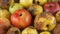 Multicolored rotten spoiled ripened apples and one ripe apple rotating on white background.