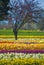 Multicolored Rows of Flowers With Trees