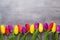 Multicolored spring flowers, tulip on a gray background.