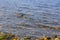 Multicolored stones underwater, backround, texture. The river bottom, pebbles under water