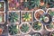 Multicolored succulent plant or small miniature cactus in pot top view background