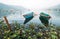 Multicolored traditional rowboats on the morning lake water at LakeSide in Pokhara, Gandaki Pradesh, Nepal. Asian traveling