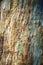 Multicolored tree bark . Textured natural background