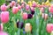 Multicolored Tulip with blured foreground