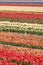 Multicolored tulip field in Holland
