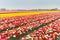 Multicolored tulip field in North Holland