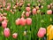 Multicolored Tulip stem view