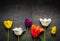 Multicolored tulips on a black background. Contrast image.