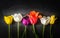 Multicolored tulips on a black background. Contrast image.