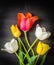 Multicolored tulips on a black background. Contrast image.