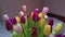 Multicolored Tulips Closeup