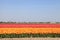 Multicolored tulips field in Netherlands, Holland