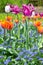 Multicolored tulips forget-me-not