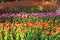 Multicolored tulips in the garden, tulip field