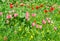 Multicolored tulips among of a grass on the glade