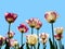 Multicolored tulips isolated against a background of a blue sky