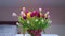 Multicolored Tulips In A Vase