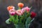 Multicolored tulips in a vase, beautiful spring flowers.