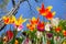 Multicolored tulips, view from below, against the blue sky, colorful spring background