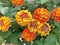 Multicolored umbels of the Lantana flowering plant