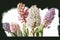 Multicolored watercolor hyacinths on a white background