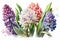 Multicolored watercolor hyacinths on a white background