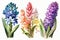 Multicolored watercolor hyacinths on a white background