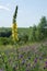 Multicolored wildflowers close-up. Agrimonia eupatoria. Travel by Ukraine