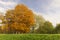 multicolored yellowing maple foliage during leaf fall