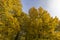 multicolored yellowing maple foliage during leaf fall